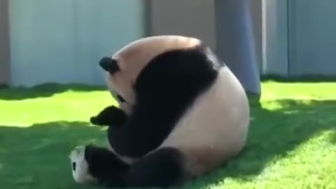 Health Benefits of Hugging - Watch Momma Panda loving and hugging her baby