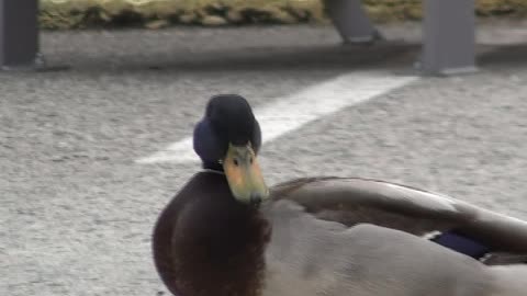 Ducks feeding at plaza