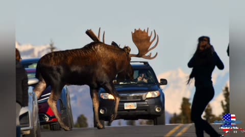 Moose causes traffic jam at Denali National Park, Alaska