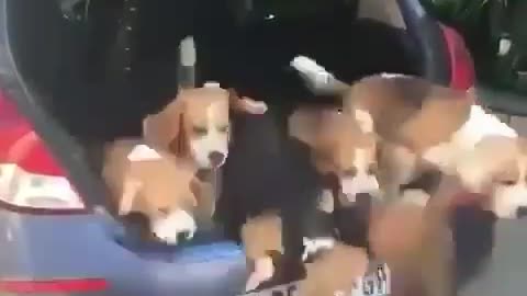 Dogs surprises