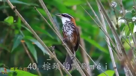 unique birds and their sweet voices