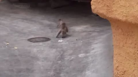 Japanese macaques fighting in an aviary