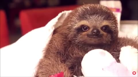 - Baby Sloths Being Sloths - FUNNIEST Compilation