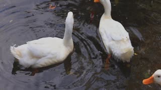 Geese, ducks, drakes and other birds in the pond