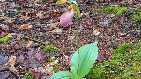 Lady Slipper