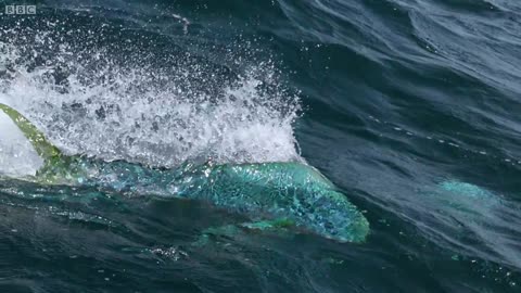 Flying Fish Picked Off From Above And Below | The Hunt | BBC Earth