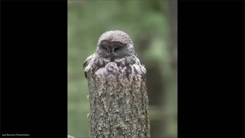 The Gray Owl