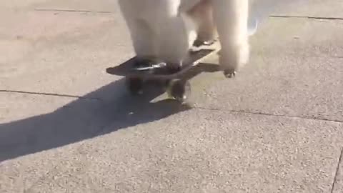 This adorable doggie can skateboard.