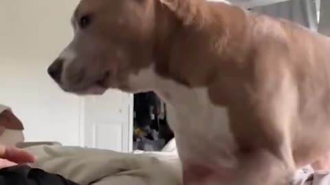 This Sweet Love Dogs 🐶 TRY NOT TO LAUGH - #animals #funnyfails #funnyvideo #humor #fails