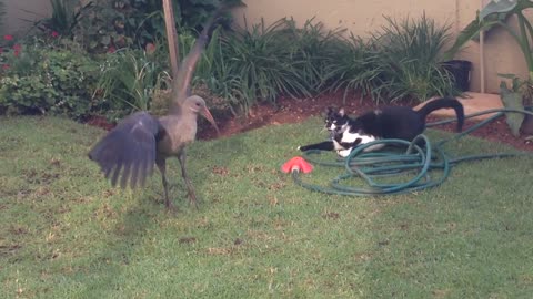 Epic backyard standoff between cat and bird