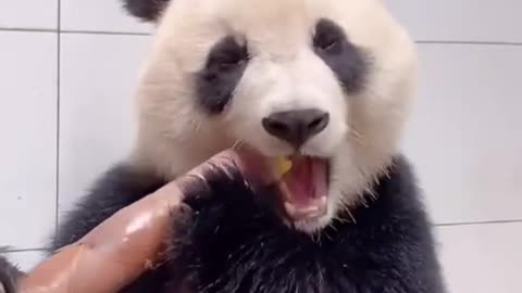 Pandas eat bamboo shoots like sugar cane