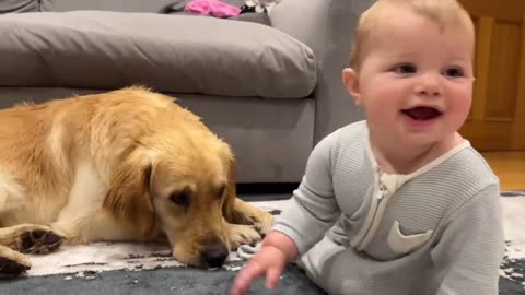 Golden Retriever Pupy Makes Baby Cry But Says Sorry