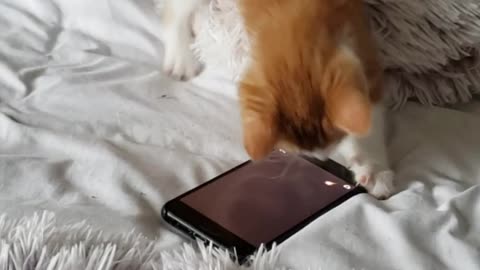 Kitten's First Phone Call (Playing cat game)