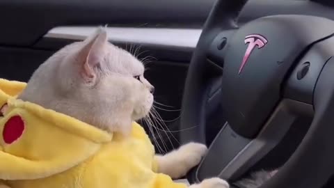 Cute cat driving tesla car | funny pet club