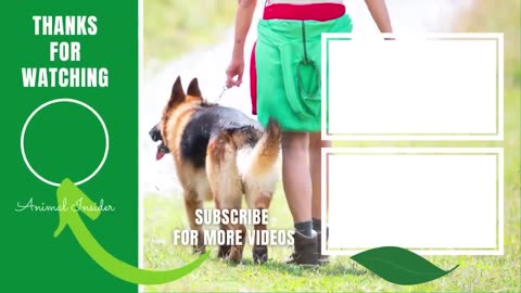 Male Vs Female German Shepherd: 10 Differences Between Them