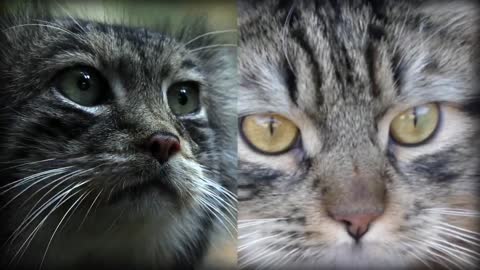 Pallas’s Cat: The Original Grumpy Cat