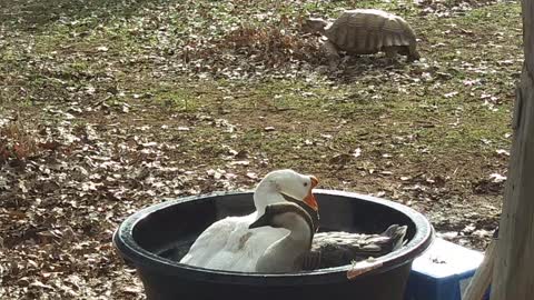 🦢 Goose Bath Time w/ Tonka Photobomb 🐢