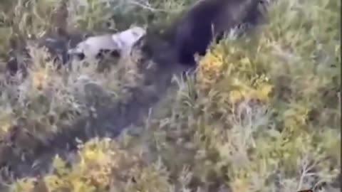 Husky dog decides the bear life is the good life!