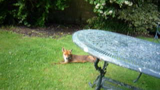 Having a chat with the foxes in the garden