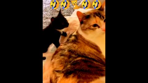 Cat funny videos 2022 cat ki cartoon video animal kids video facta difsut of children cat