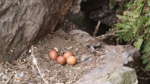 Peregrine Falcon Nesting 4k HQ