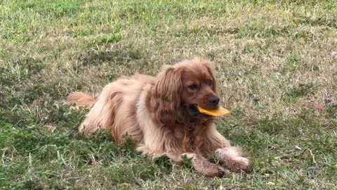 Kelton, the Golden Retriever Cocker Spaniel, excited about his new treat.