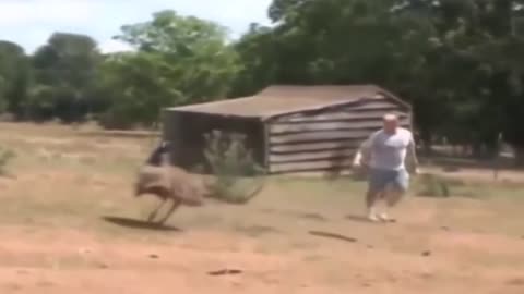 funny video of an ostrich chasing a man