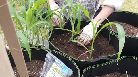Transplanting Corn with Garden Bean Seeds
