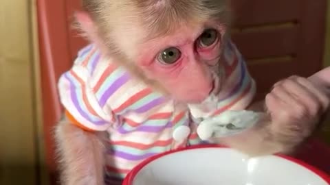 Smart Monkey Grabs Breakfast from the Fridge - Amazing Skills!