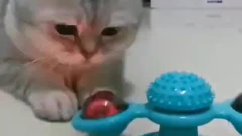 Cat playing 🥰