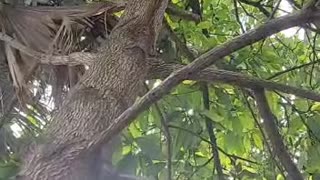 Kitty Suddenly Jumps from Tree to Owner