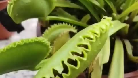 Venus fly trap eating carnivorous plant 🌵