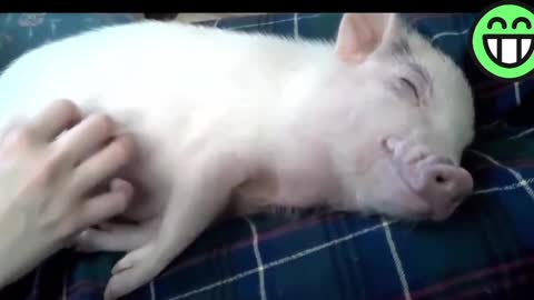 Oink oink funny pig videos compilation