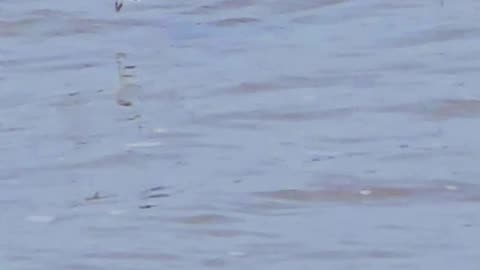 White wagtail flies away in slow motion / beautiful bird in slow motion.