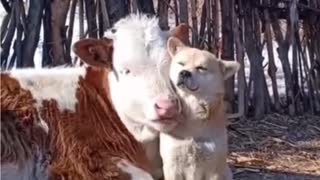 cow love with dog | we love dogs - 73