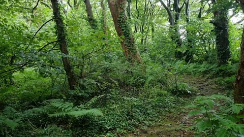 Walk Trough A Woodland Video In Wales