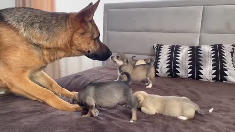 German Shepherd Meets Puppies for the First Time!