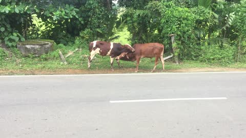 A cow fight