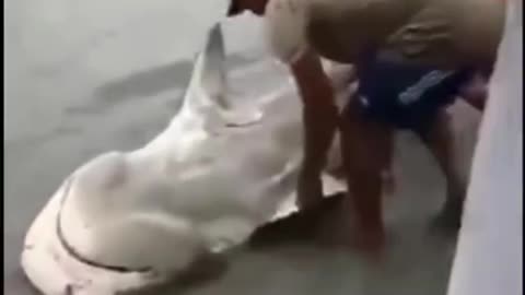 A shark saving #viral #animals #cool