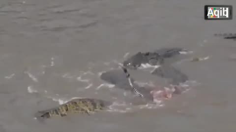 Crocodiles attack from the water