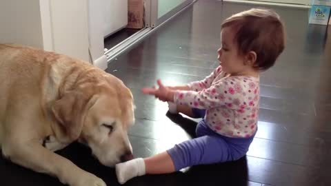 Baby girl plays with yellow Lab