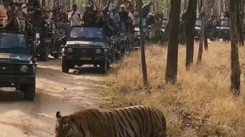 Wild animals zero distance from the animal world tiger