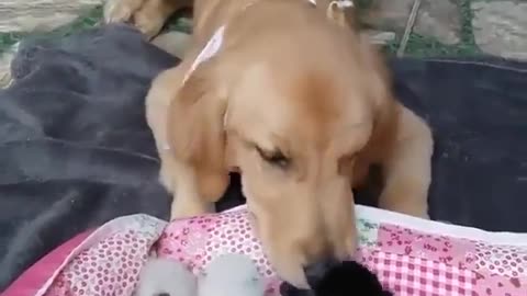 Dog and Cute Puppies