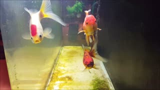More happy fancy goldfish swimming