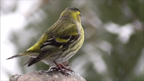 Bird Songbird Nature Animal Winter Male Snow