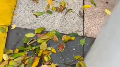 Man Saves the city from flooding