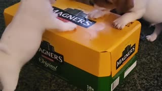 Mini Jack's Investigate Box of Magners 🥰