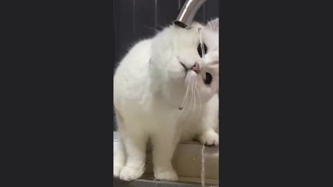 Funny cat drinking water