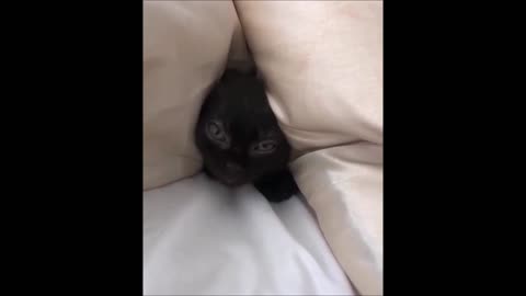 Kitten Meows