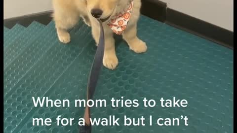 When mom tries to take me for a walk but I can't go 2ft without trying to tug of war